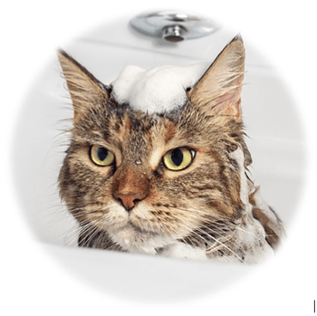 Hovedbilde Hud- & Pelspleie