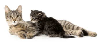 Hovedbilde Oppdrett & Avl