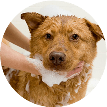 Hovedbilde Hud- & Pelspleie