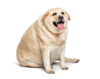 Hovedbilde Overvekt/slanking